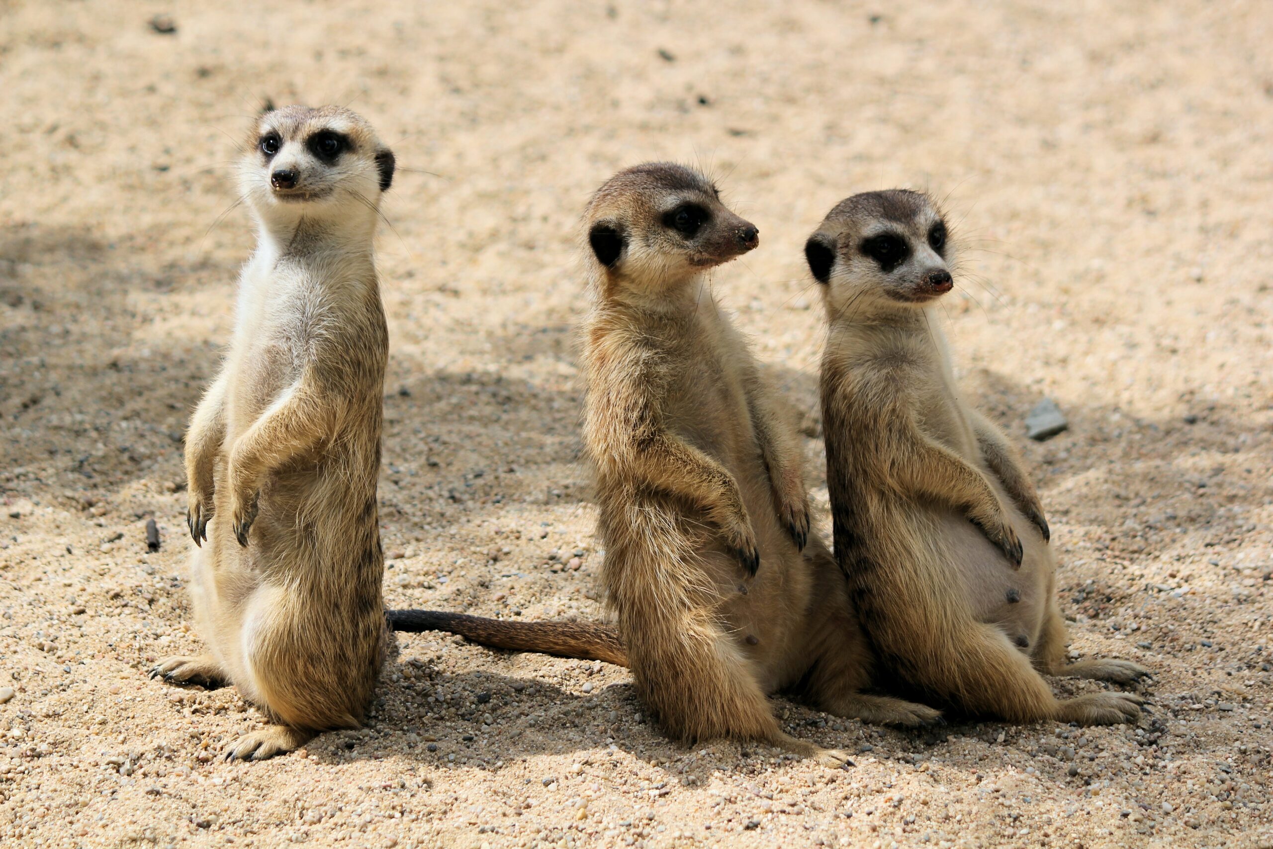Luxury Tanzania Safari