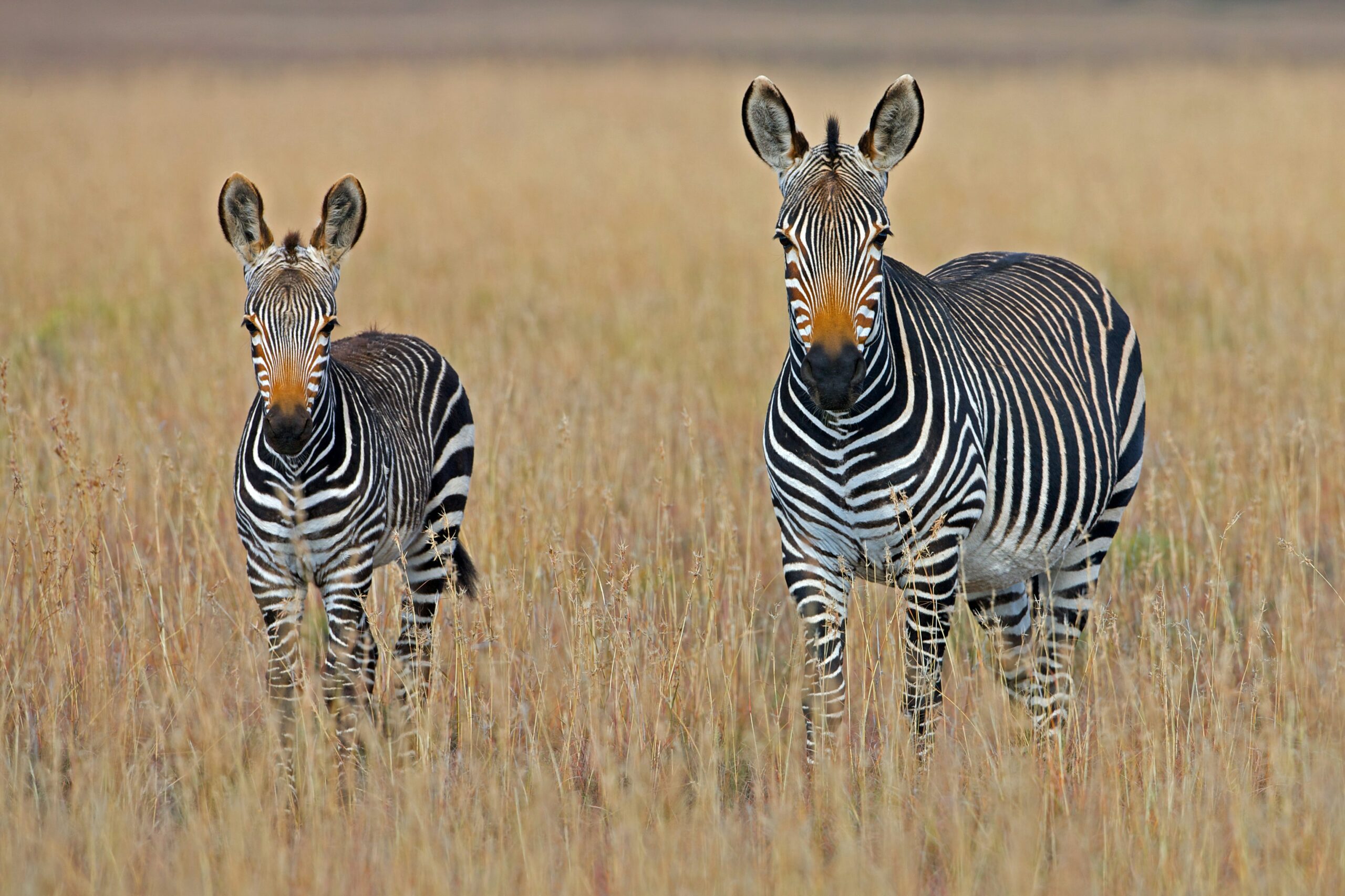 Serengeti Tanzania Safari
