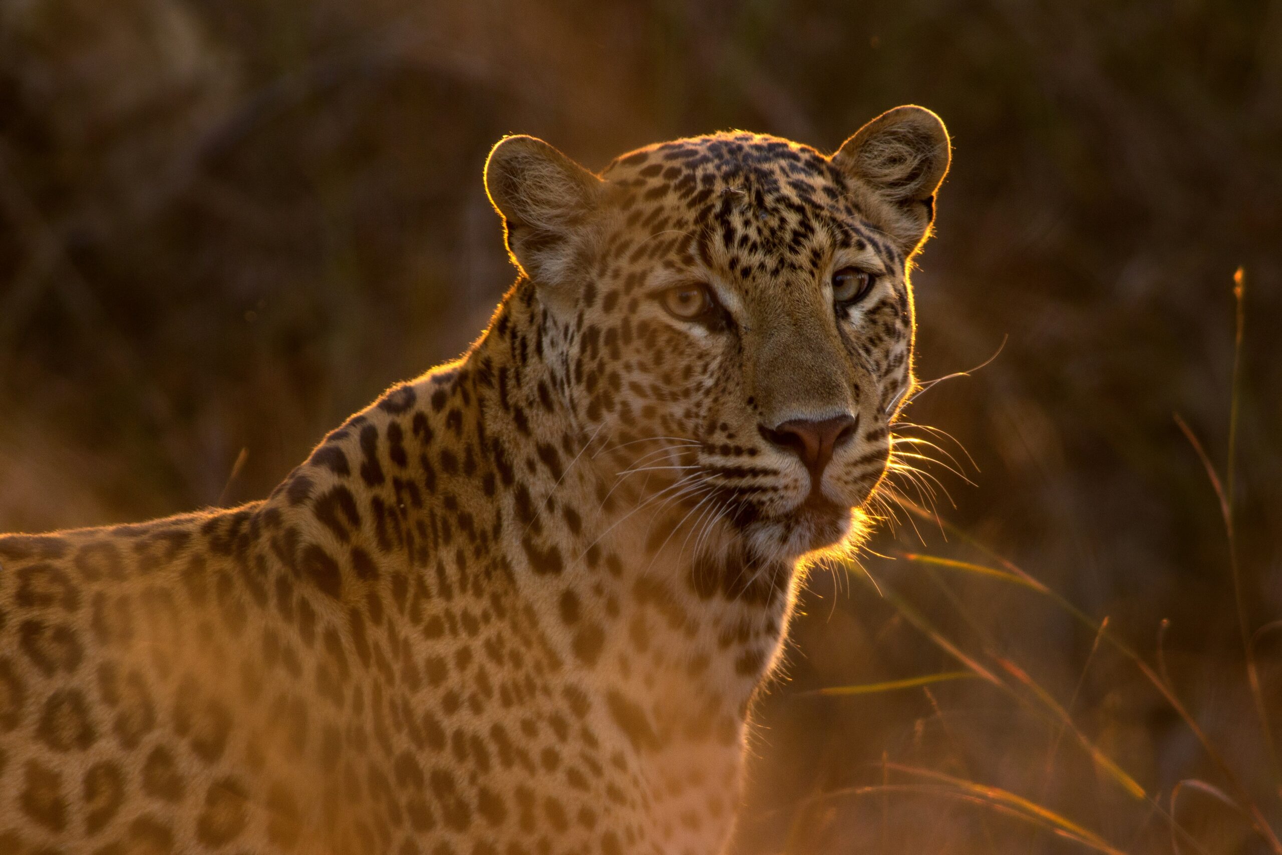 Tanzania Safari Guide