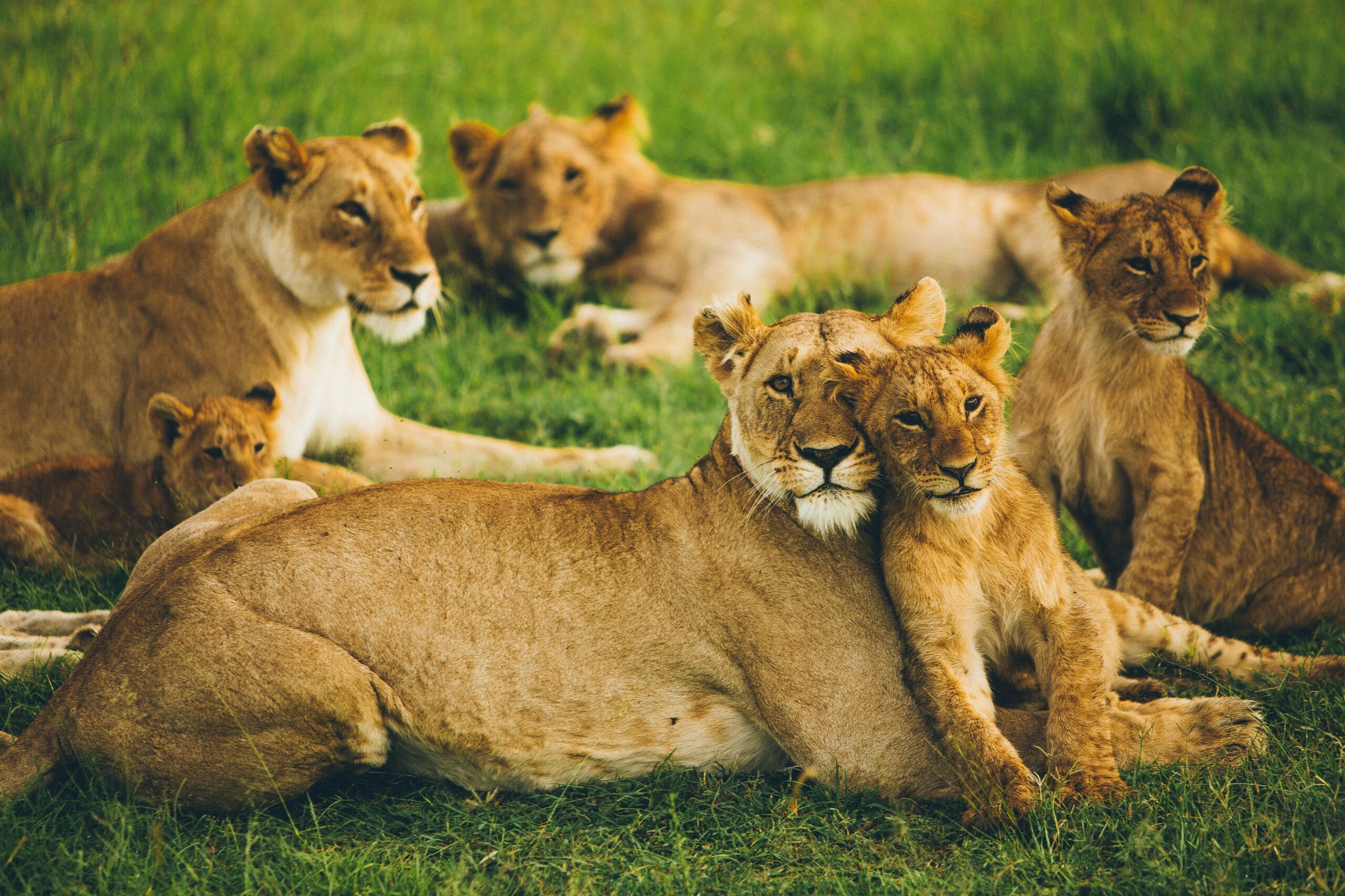 Serengeti