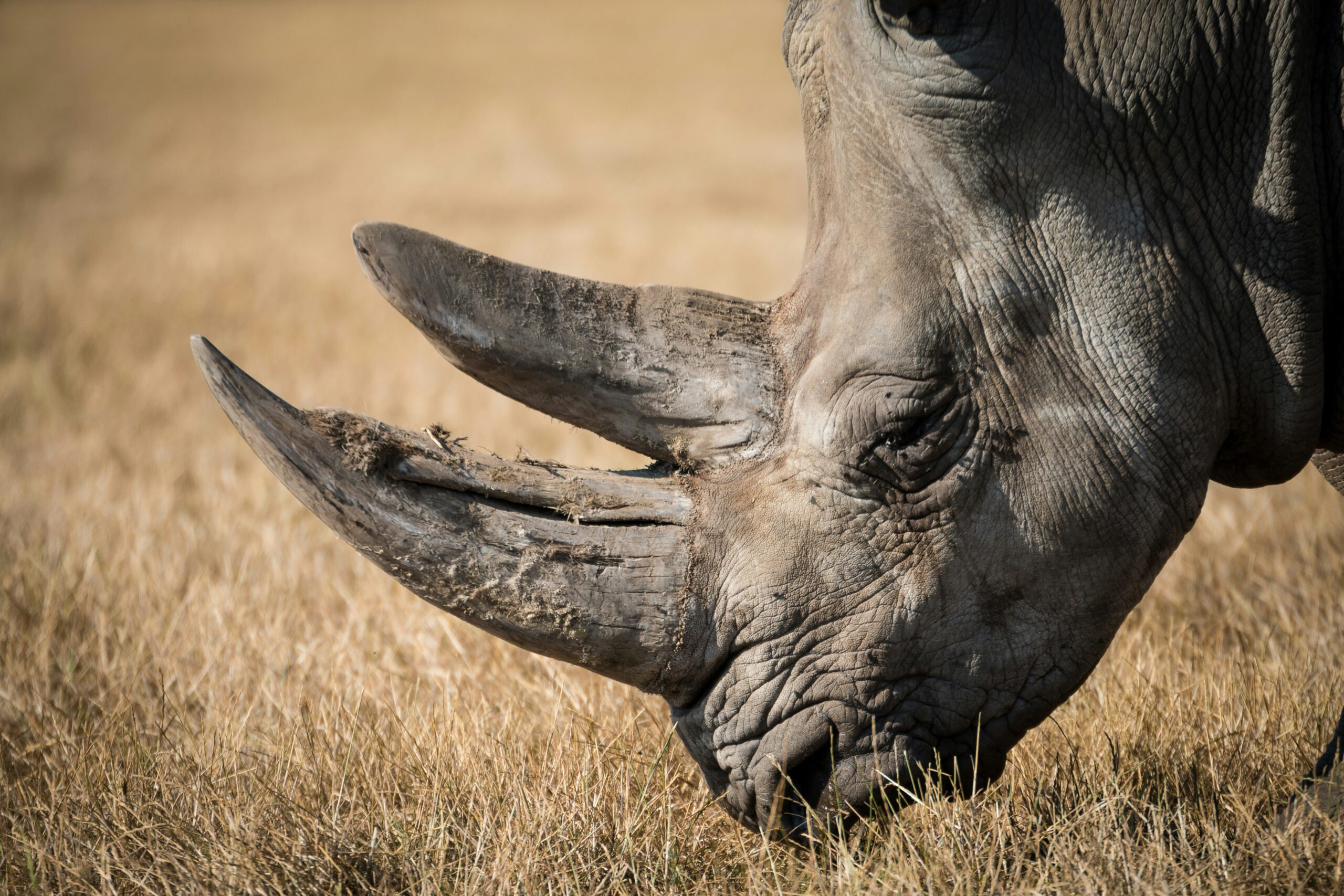 African wildlife