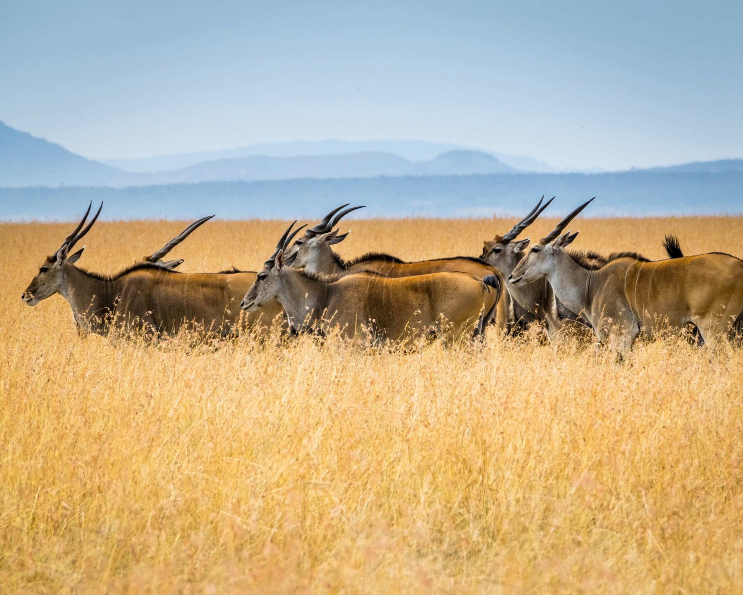 Classic Tanzania Safari