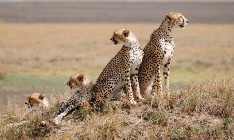 Wildlife safari in Serengeti
