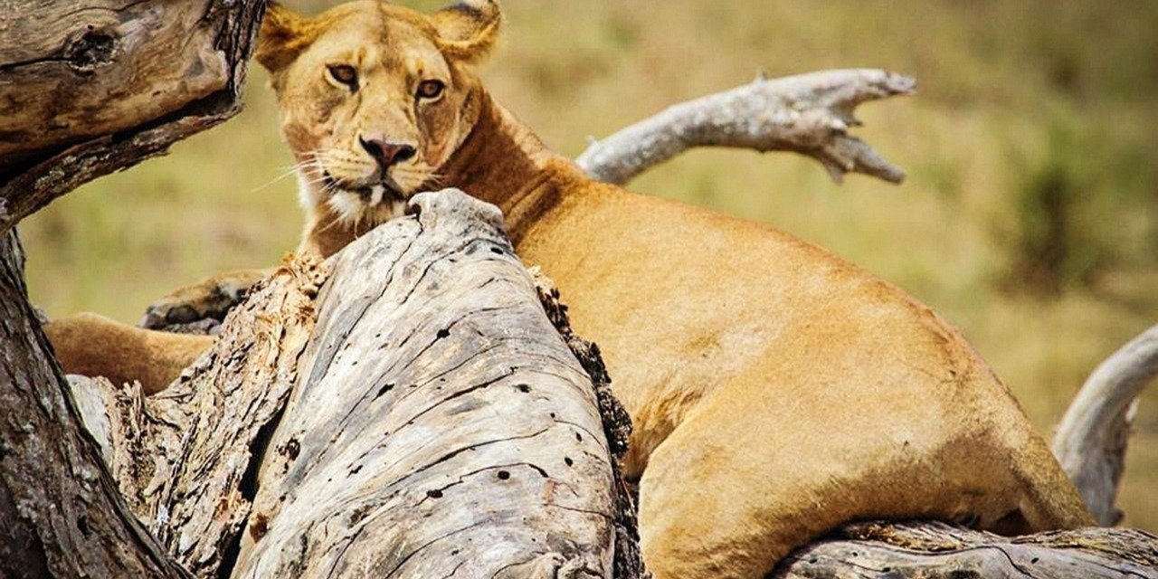 Combined culture and wildlife safari in Tanzania