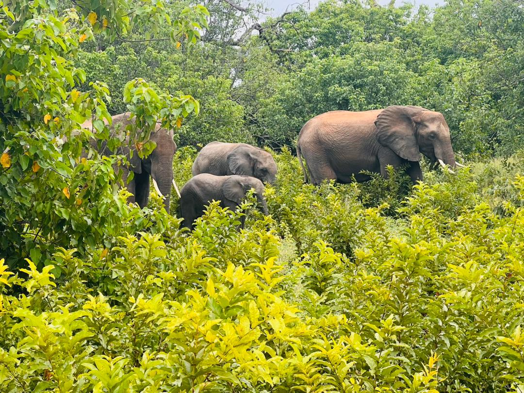 Budget Safari Tanzania