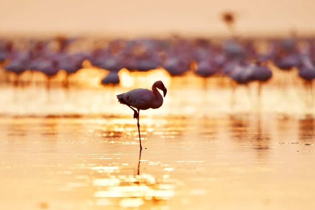 Lake Manyara honeymoon experience