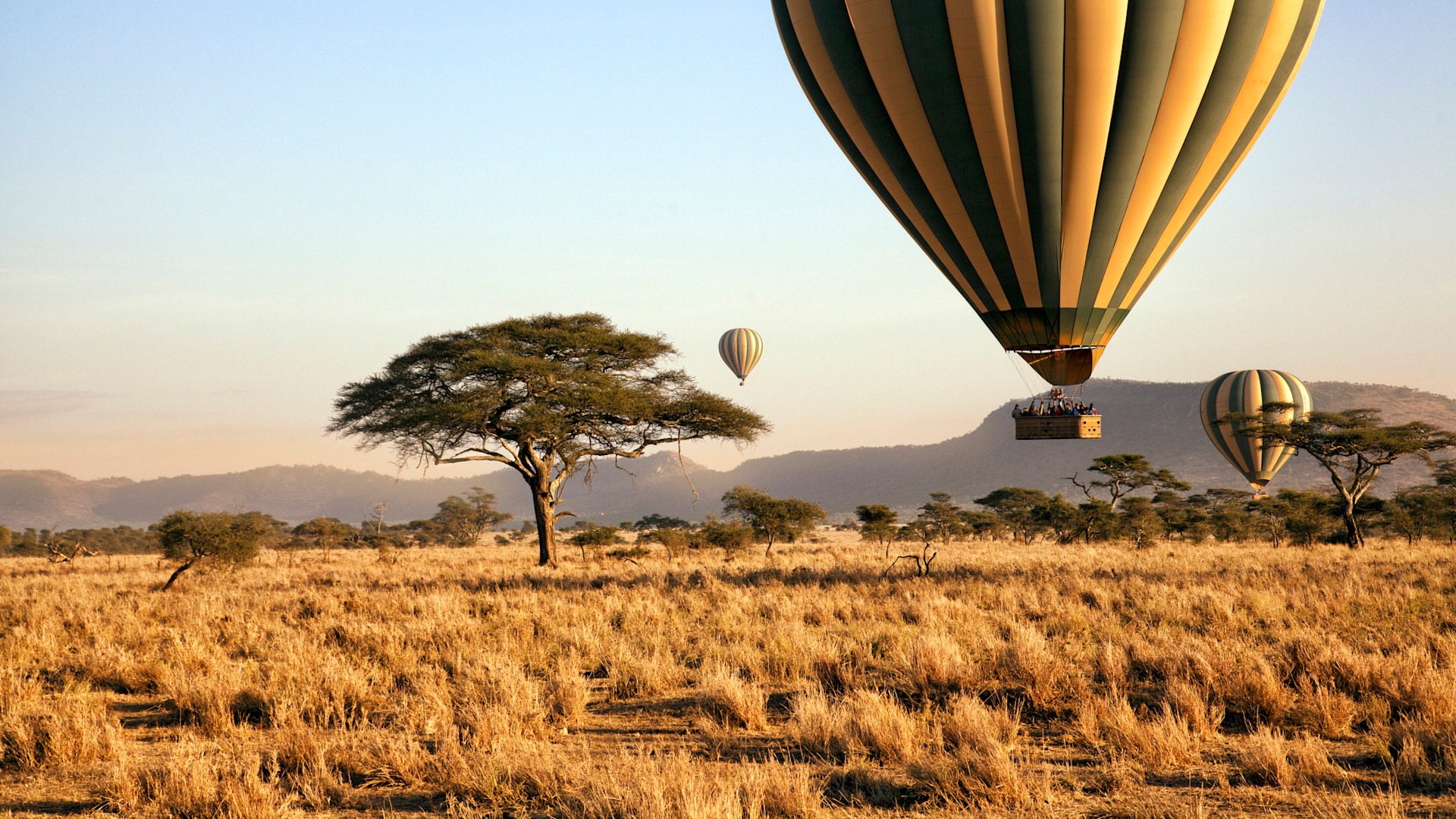 Wildlife in Tanzania