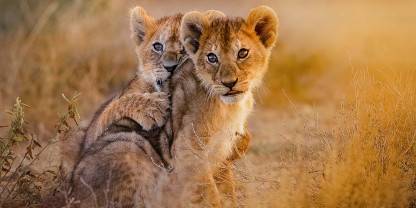 6 Days Tanzania Budget Safari